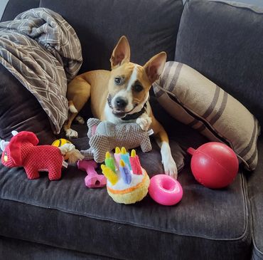A Dog With Toys on a Navy Blue Couch