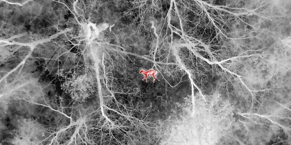 Infrared image showing a camel in a forest with visible heat signature.