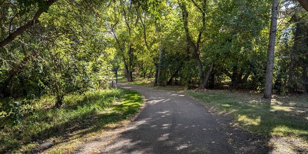 A sunlit pathway winding through a green forested area that is used for walk and talk mental health therapy sessions.