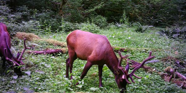 Oregon Roosevelt Elk Hunting