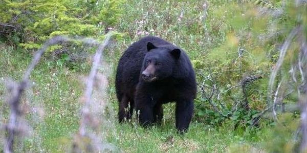 WA Black Bear Hunting Dates