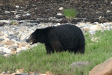 WA Black Bear Hunting