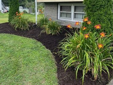 Wacky Weeds yard clean up, lawn care, landscaping, plant installation, mulching, edging, tree