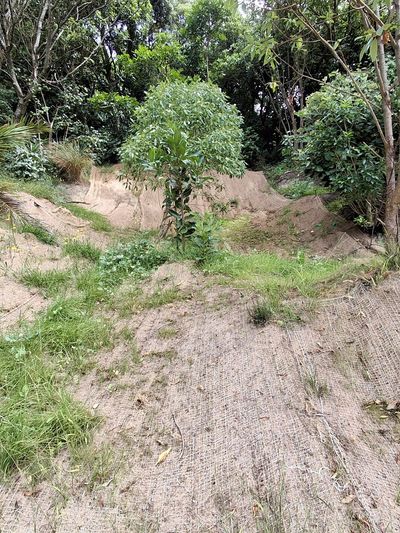 Erosion control on a hillside with netting and vegetation.