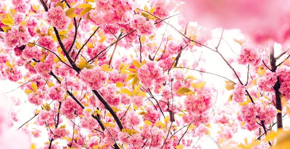 A view of pink color flowers on the tree