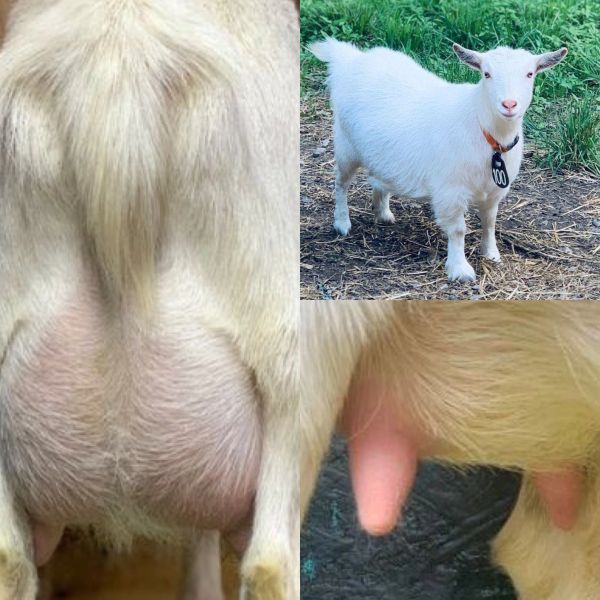 White goat with close-up views of its udder and teats.