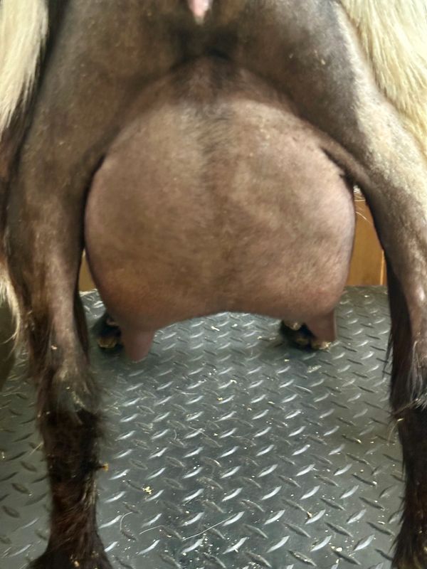 3rd freshening udder.