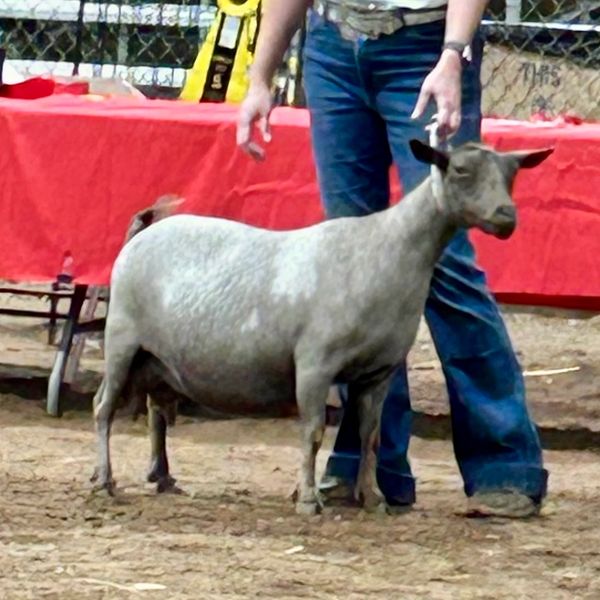 A goat standing next to a person in jeans.