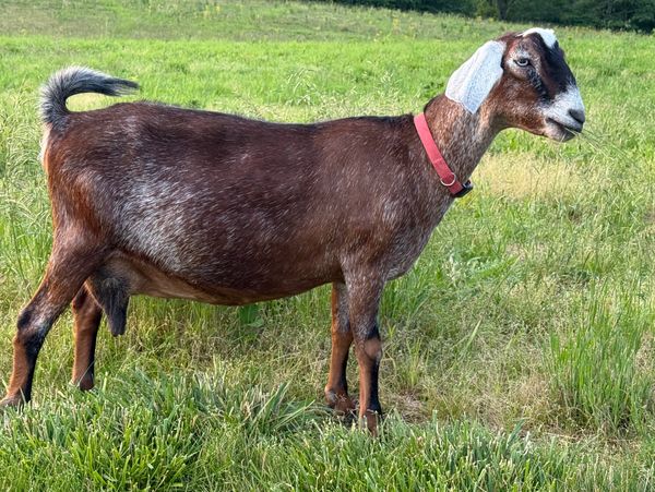 A brown goat with a red collar standing on grass.