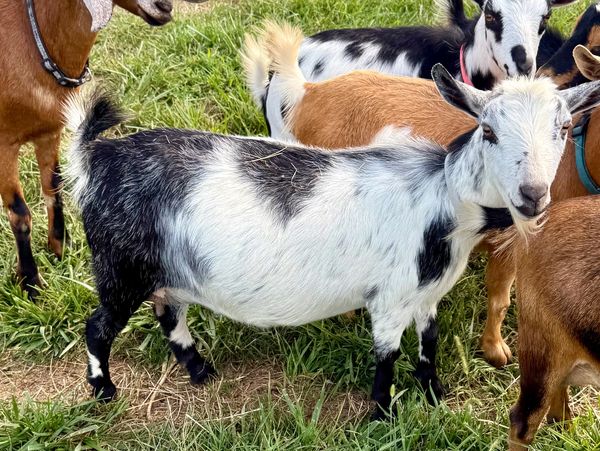 A group of colorful goats standing on grass.