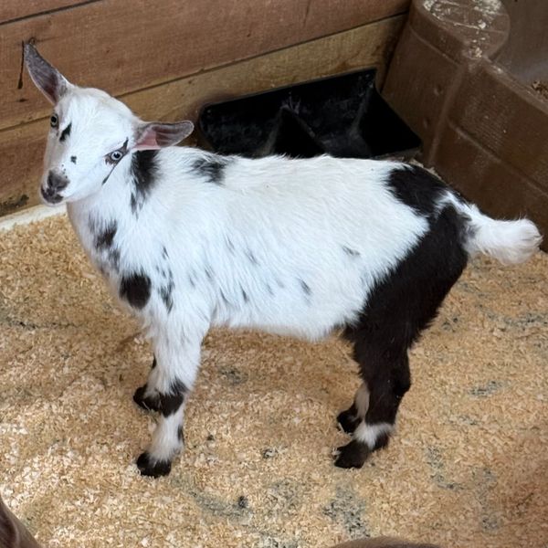 Young black and white spotted goat inside a wooden pen.