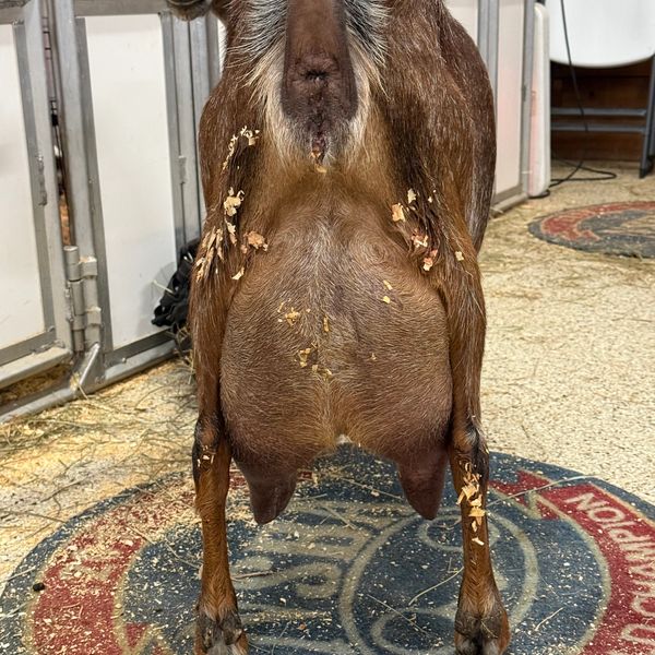 Rear view of a brown goat's udder with wood shavings.