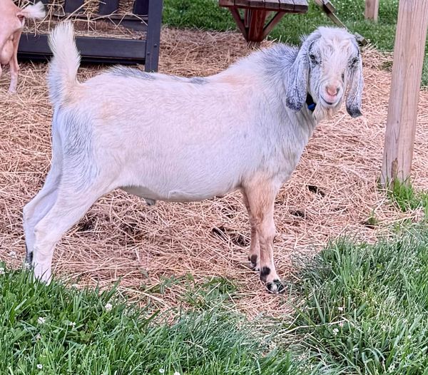 A white goat standing on hay and grass.