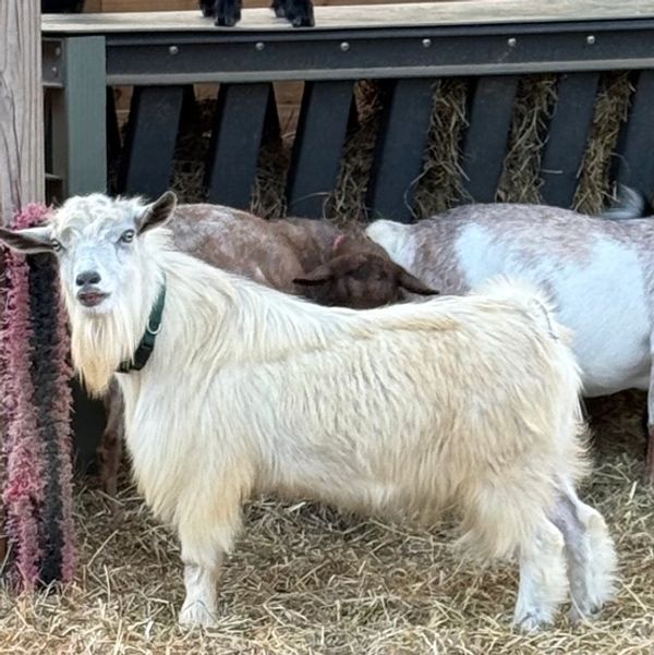 White goat standing in a barn.
