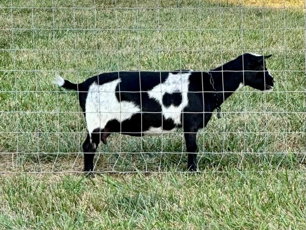 Black and white goat standing behind wire fence.