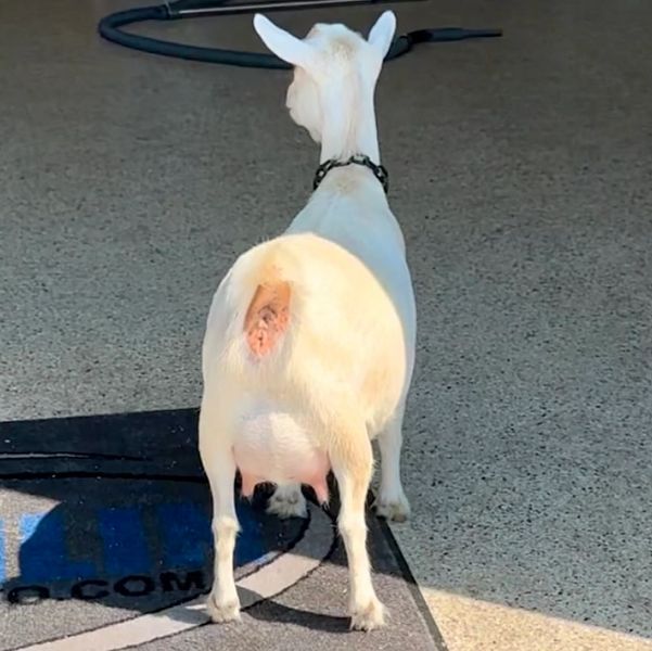 White goat standing on a floor, facing away.