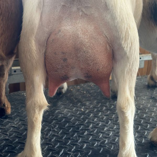 Close-up of a goat udder with teats.