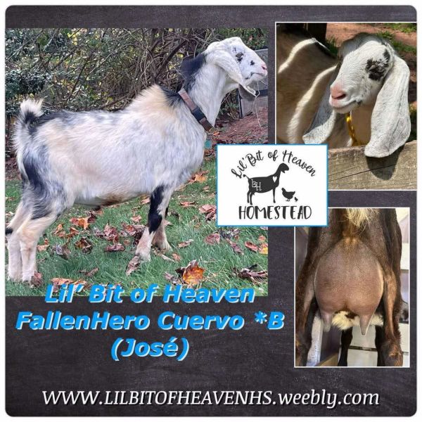 White and black goat named José from Lil' Bit of Heaven Homestead.