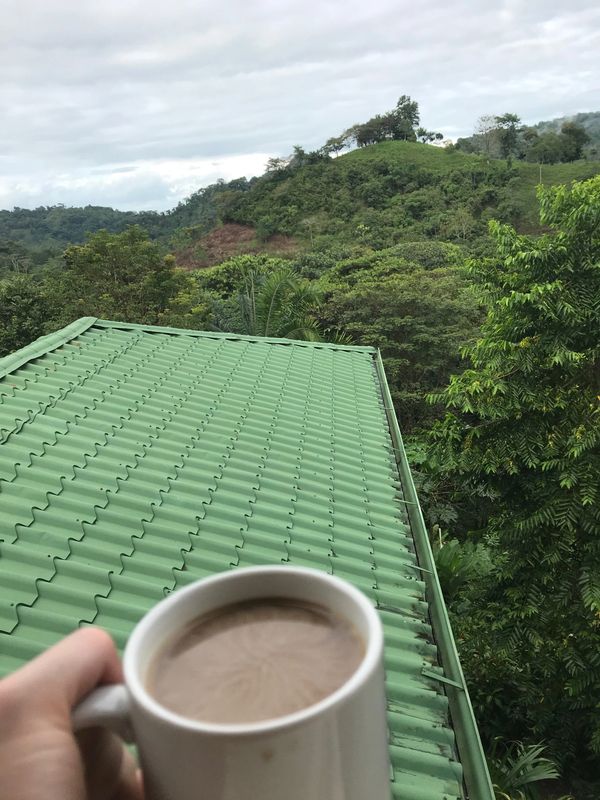 coffee roof jungle