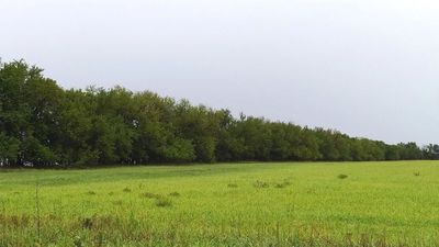 A row of Osage-orange (Hedge) trees planted in the 1930's form a shelterbelt. 