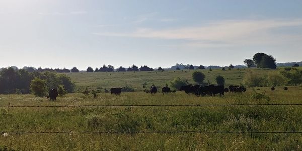Cattle grazing in the pasture. 