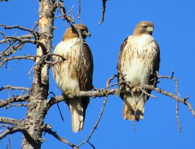 Photo of Two juvenile Red Tail Hawks taken by Cindi Shanika