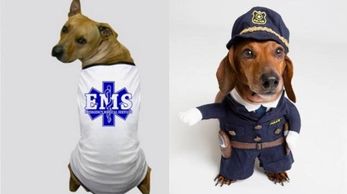 certified pet sitter first aid police checked bonded