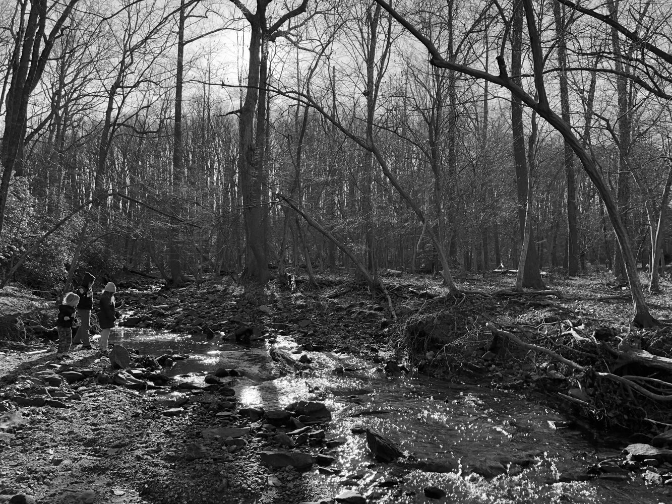 Children explore a sunlit forest creek on a clear day.
