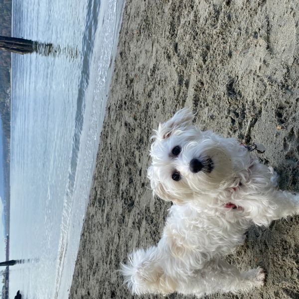 A fluffy white dog stands on a sandy beach near the water.