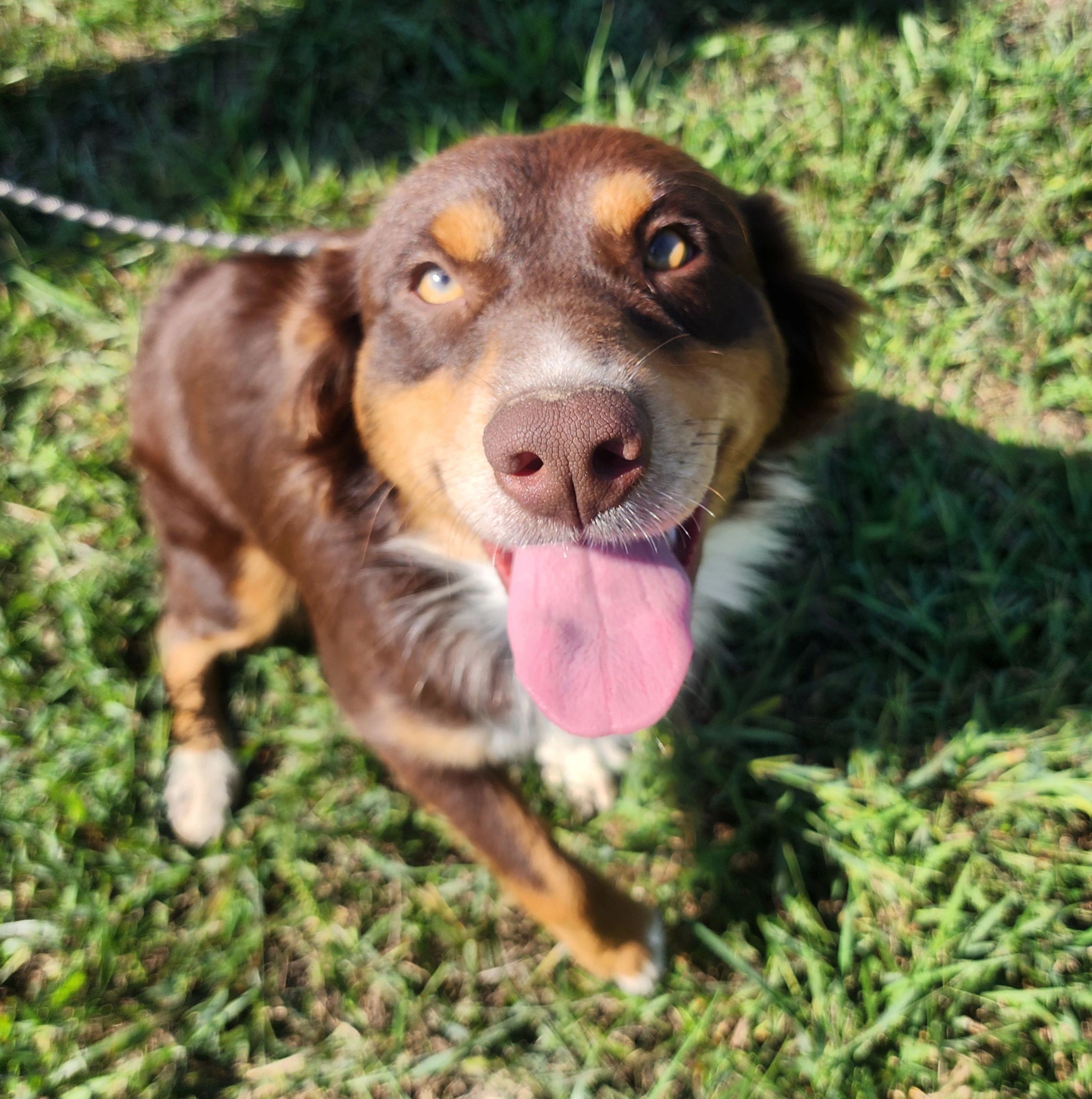 Zelda is a red tri mini. ASDR. She weighs approx 30 lbs. 2 amber eyes. Full panelclear