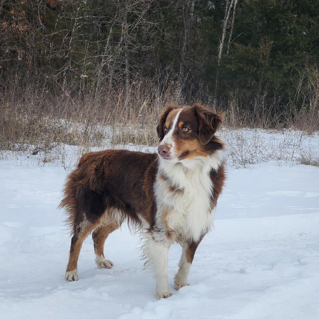 Suka is a minimal red merle. She is ASDR Registered, full panel health cleared.