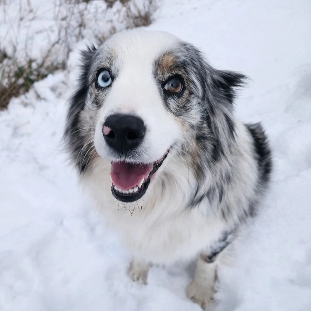 Princess Yue is a red factored blue merle. She is ASDR Registered