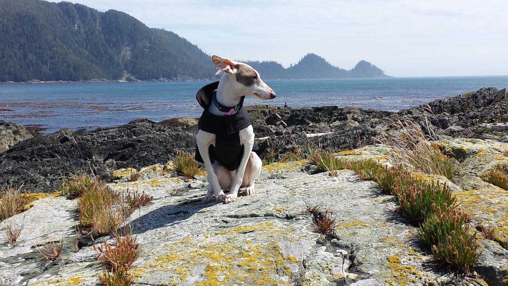 All Pets Health and Rehab, LLC