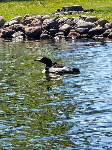 Loon with babies riding on her back on the Chippewa Flowage