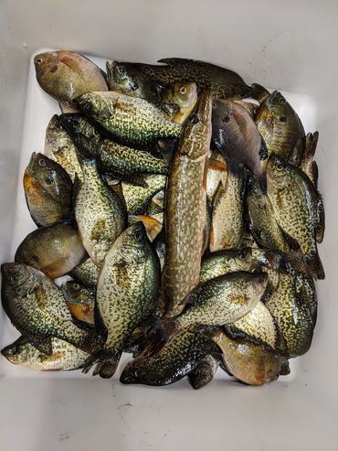 Kept Chippewa Flowage fish ready to be cleaned