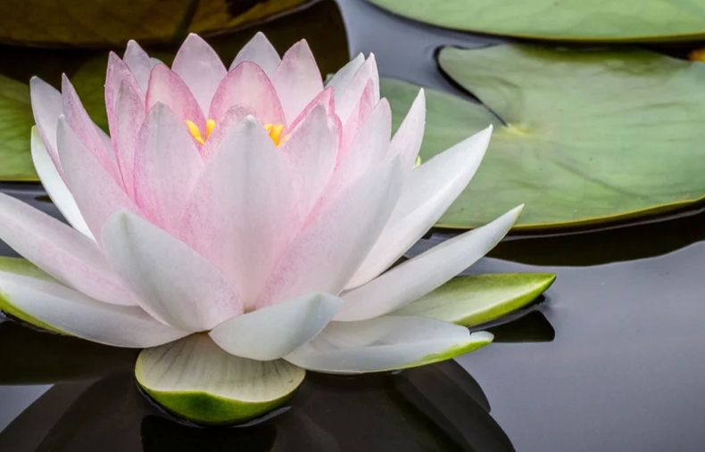 A delicate pink and white water lily floats on calm water surrounded by green lily pads.