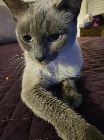 One of our fosters waiting for a home and to get spayed!