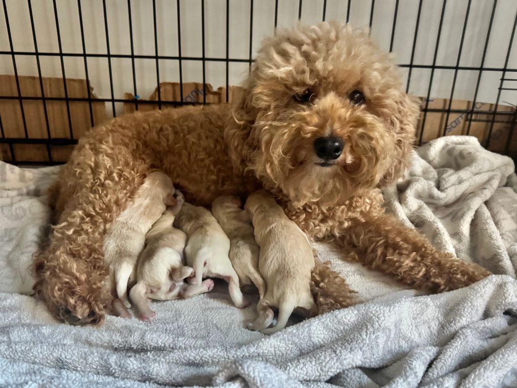 A brown dog with Puppies on the bed