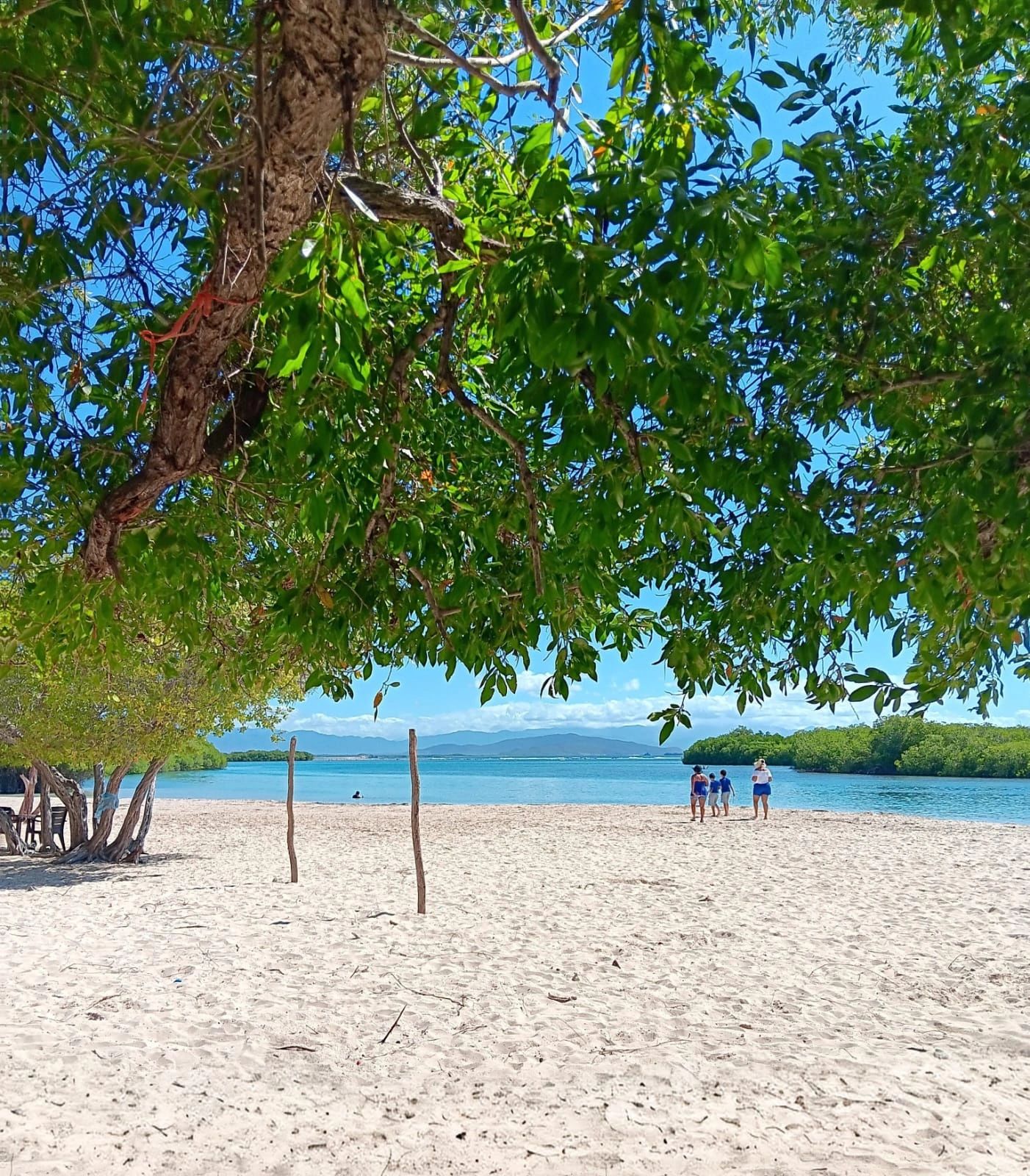 A sunny beach with green trees and people walking near the water.