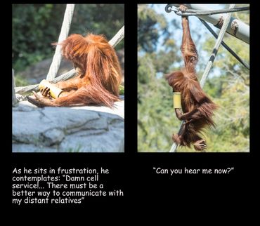 New Technology Orangutan