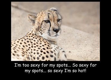 Sexy Leopard
