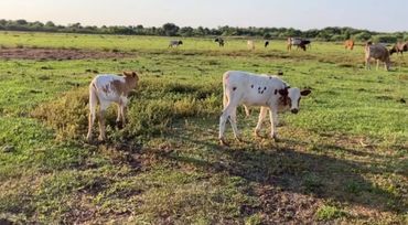 Two calves stand on a grassy field with other cows grazing in the background.