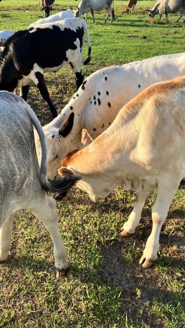 A group of cows grazing peacefully in a sunlit pasture.