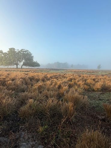 A foggy field with dry grass and a large tree under a clear sky.