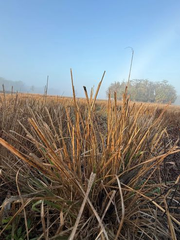 Dry grass stalks in a foggy field under a clear blue sky.
