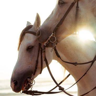 Two white horses close together with bridles at sunset.
