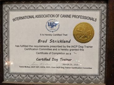 certified dog trainer