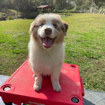 puppy obedience training