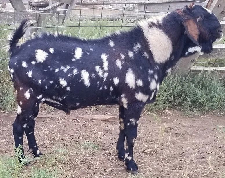 Golden Plains Magnum, Rocky's Sire