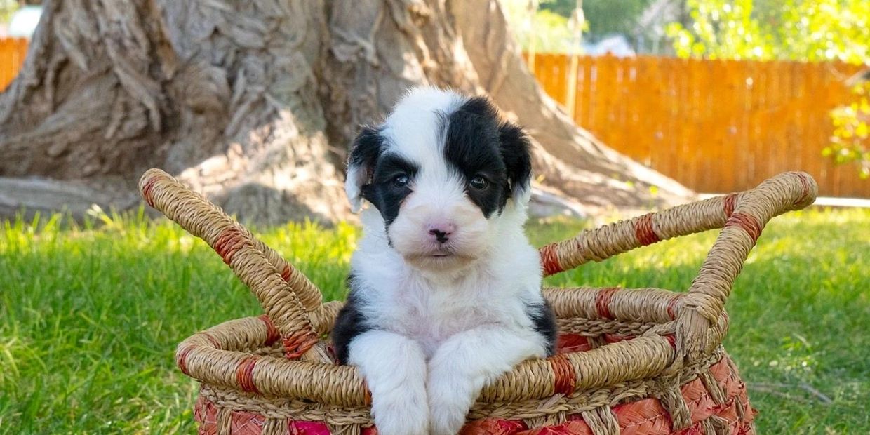 Sheepadoodle Puppy in a basket
